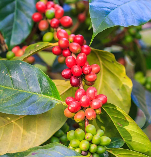 Chicchi di caffè arabica su albero — Foto Stock