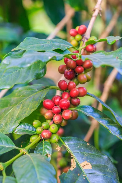 Chicchi di caffè arabica su albero — Foto Stock
