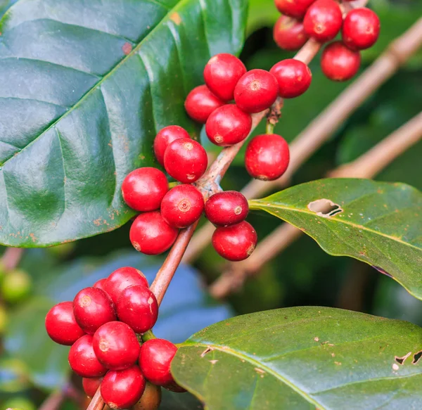 Coffee beans arabica on tree — Stock Photo, Image