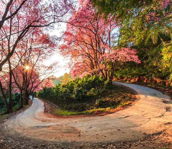 Sakura in Chiang Mai Thailand — Stock Photo, Image