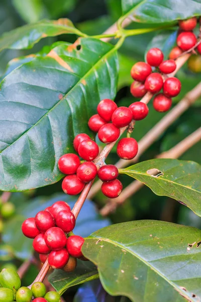 Kahve çekirdekleri arabica ağaç üzerinde — Stok fotoğraf