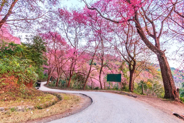 Sakura Chiang Mai Tayland — Stok fotoğraf