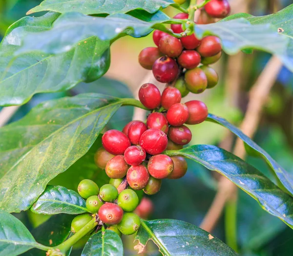 Boabe de cafea arabica pe copac — Fotografie, imagine de stoc