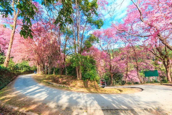 Sakura en Chiang Mai Tailandia —  Fotos de Stock