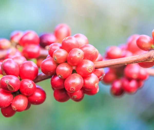 Chicchi di caffè arabica su albero — Foto Stock