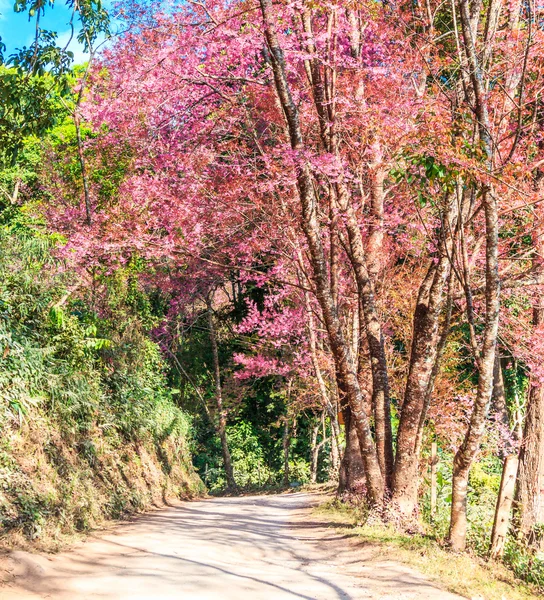 Sakura v Chiang Mai, Thajsko — Stock fotografie