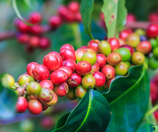 Kaffebönor arabica på träd — Stockfoto