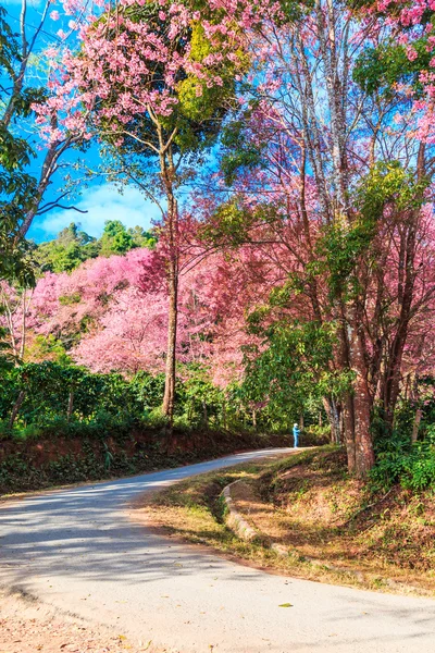 Sakura σε Τσιάνγκ Μάι της Ταϊλάνδης — Φωτογραφία Αρχείου