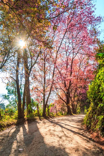 Sakura Chiang Mai Tayland — Stok fotoğraf