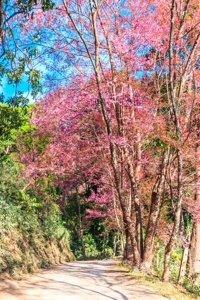 Sakura a Chiang Mai Thailandia — Foto Stock
