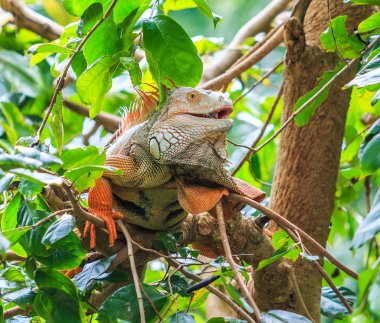 Yeşil Iguana hayvan
