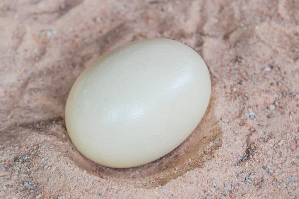 Big Ostrich egg — Stock Photo, Image