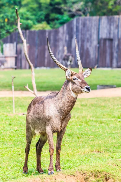 Waterbuck Thompson gazelle — Stock Photo, Image