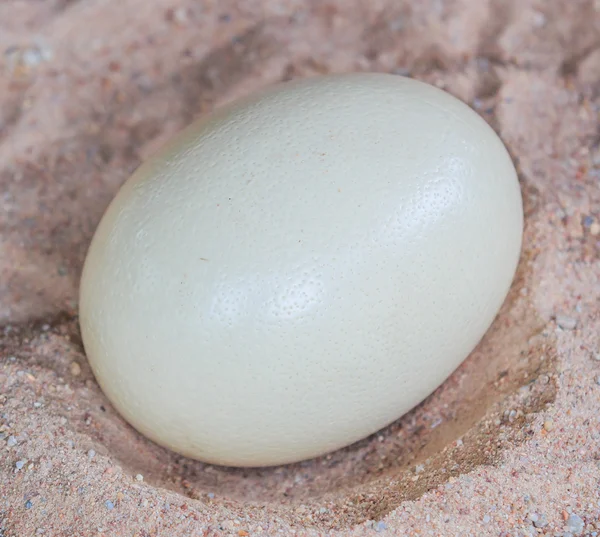 Big Ostrich egg — Stock Photo, Image