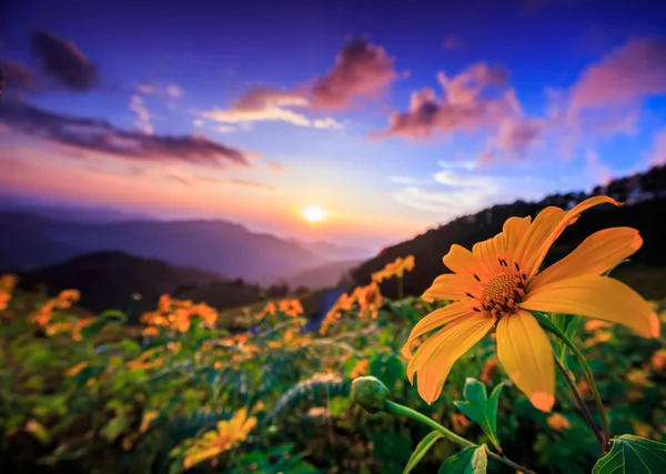 Landschaft im Tung Bua Tong — Stockfoto