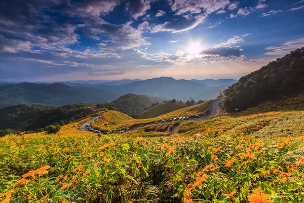 Paisagem em Tung Bua Tong — Fotografia de Stock