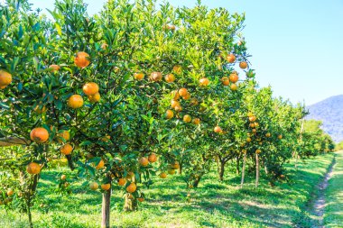 Turuncu ağaçlar gruptaki
