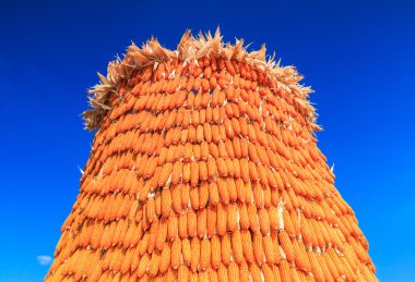 Mısır arka plan hasat