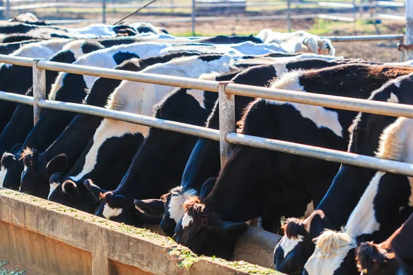 Cows on Farm — Stock Photo, Image