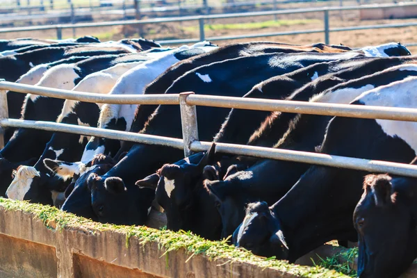 Vacas comiendo en granja —  Fotos de Stock