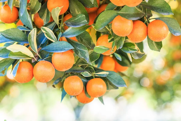 Πορτοκαλί δέντρο στο αγρόκτημα — Φωτογραφία Αρχείου