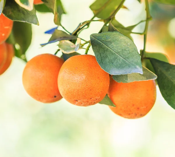Orangenbaum auf Bauernhof — Stockfoto