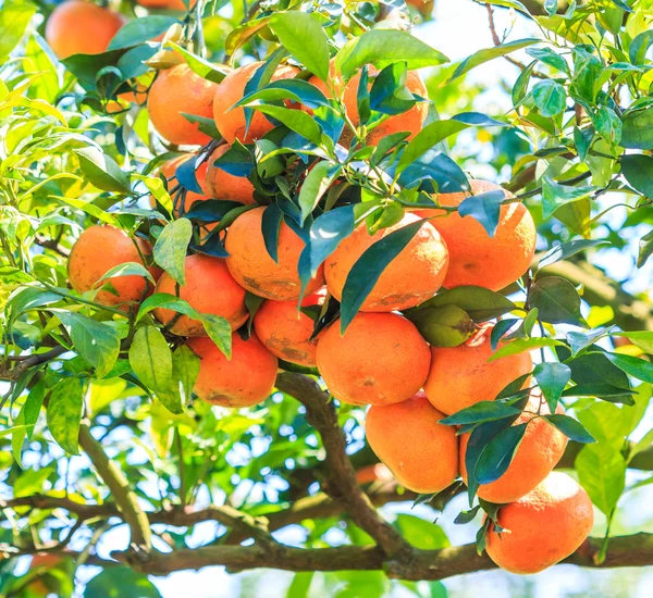 ファームのオレンジの木 — ストック写真