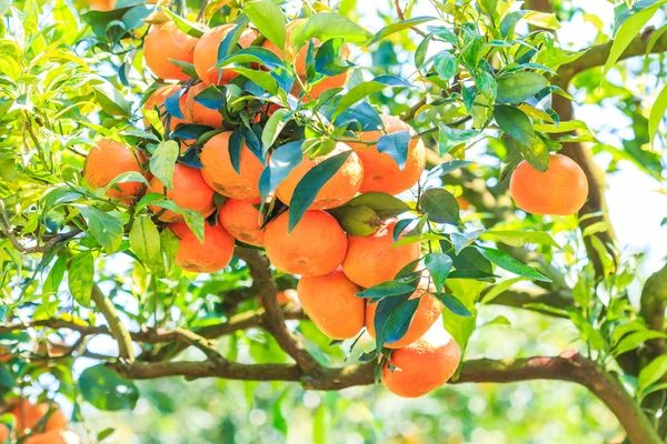Oranje boom in Farm — Stockfoto