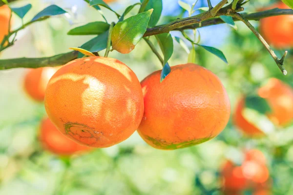 Orange tree in Farm — Stock Photo, Image