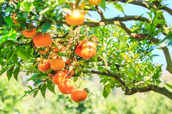 Naranjo en granja — Foto de Stock