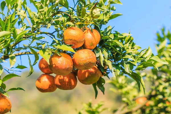 Orange tree in Farm — Stock Photo, Image