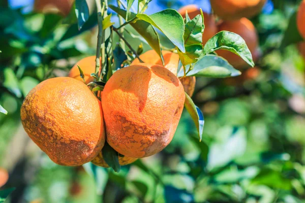 Orange tree in Farm