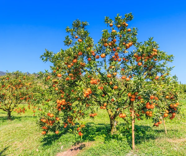 Pomarańczowe drzewa na farmie — Zdjęcie stockowe