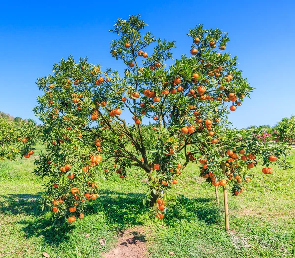 Oranžové stromy na farmě — Stock fotografie