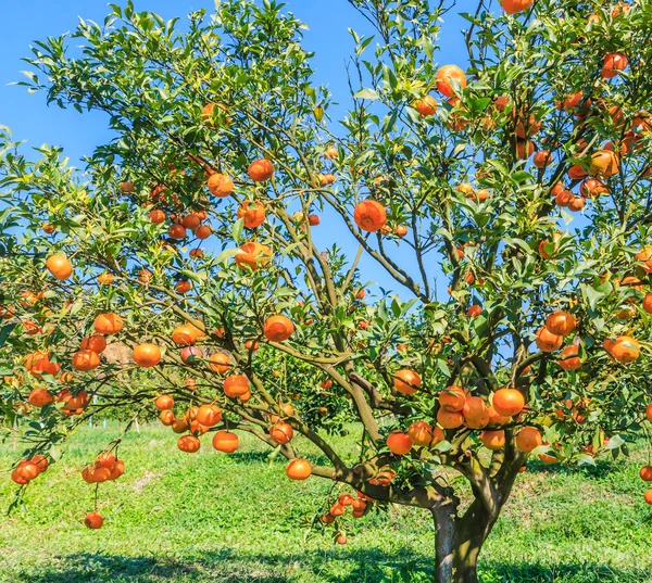 Pomarańczowe drzewa w gospodarstwie — Zdjęcie stockowe