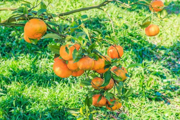 Pomarańczowe drzewa w gospodarstwie — Zdjęcie stockowe