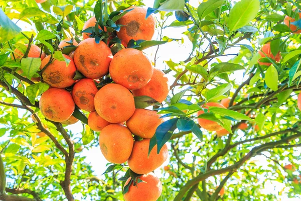 Arancio in Fattoria — Foto Stock