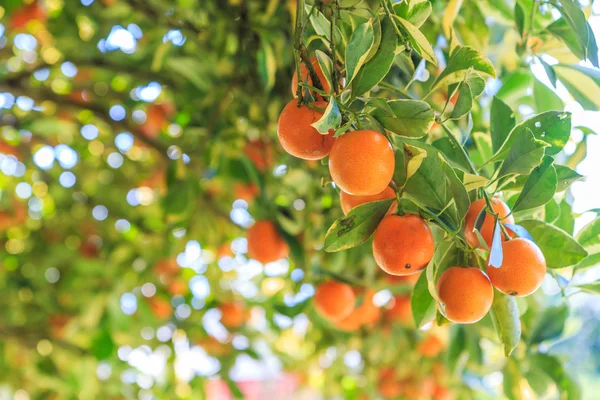 Orange tree in Farm