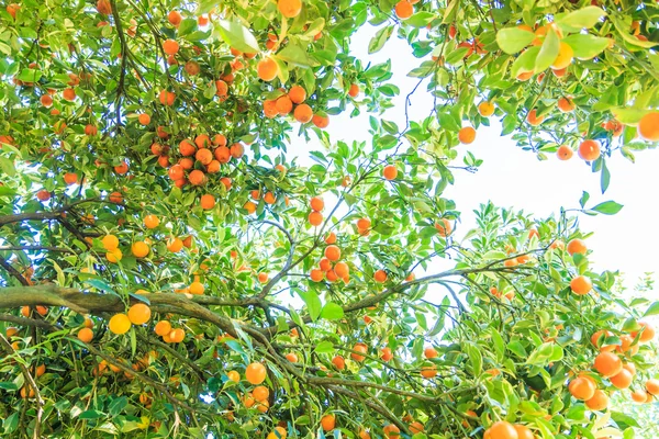 Orangenbaum auf Bauernhof — Stockfoto