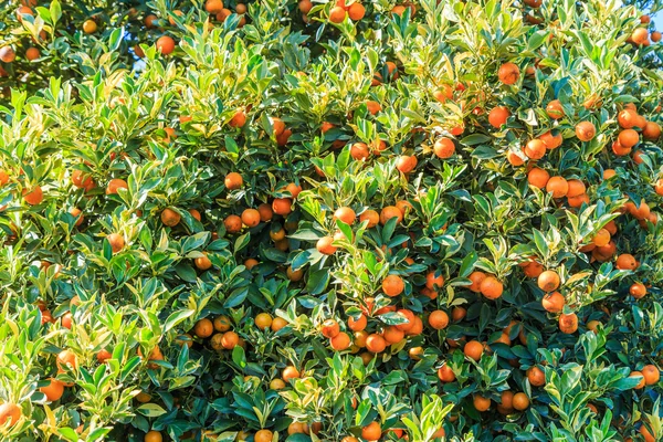 Arancio in Fattoria — Foto Stock