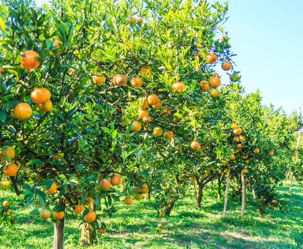 Pomarańczowe drzewa w gospodarstwie — Zdjęcie stockowe