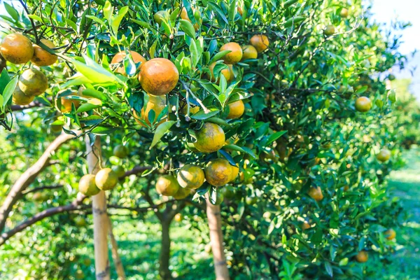 Aranci in Fattoria — Foto Stock