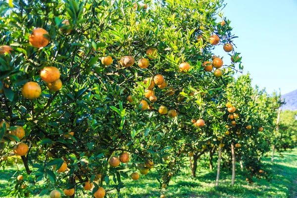 Apelsinträd i gård — Stockfoto