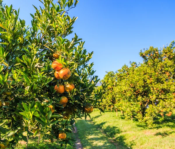 Pomarańczowe drzewa w gospodarstwie — Zdjęcie stockowe