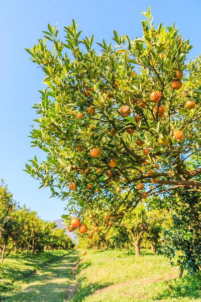 Oranžové stromy ve farmě — Stock fotografie