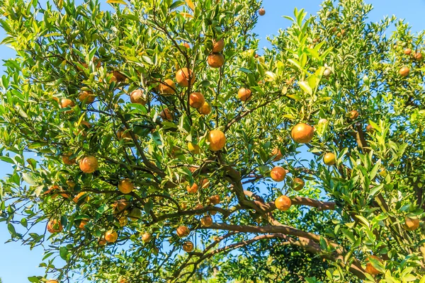 Pomarańczowe drzewa w gospodarstwie — Zdjęcie stockowe