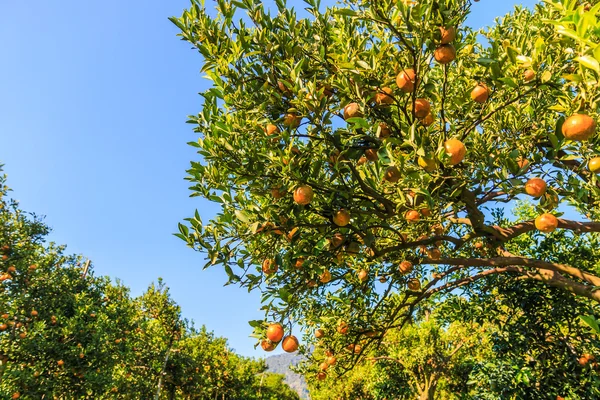 Orange trees in  Farm