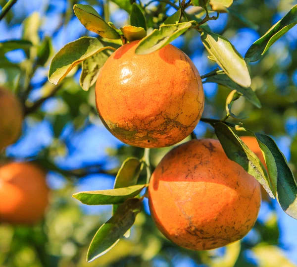 Orange tree in Farm — Stock Photo, Image