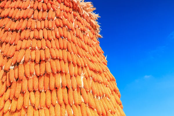 Fondo de cosecha de maíz —  Fotos de Stock