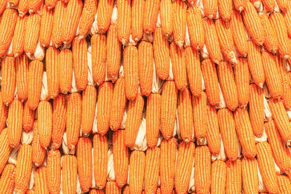 Corns harvest background — Stock Photo, Image